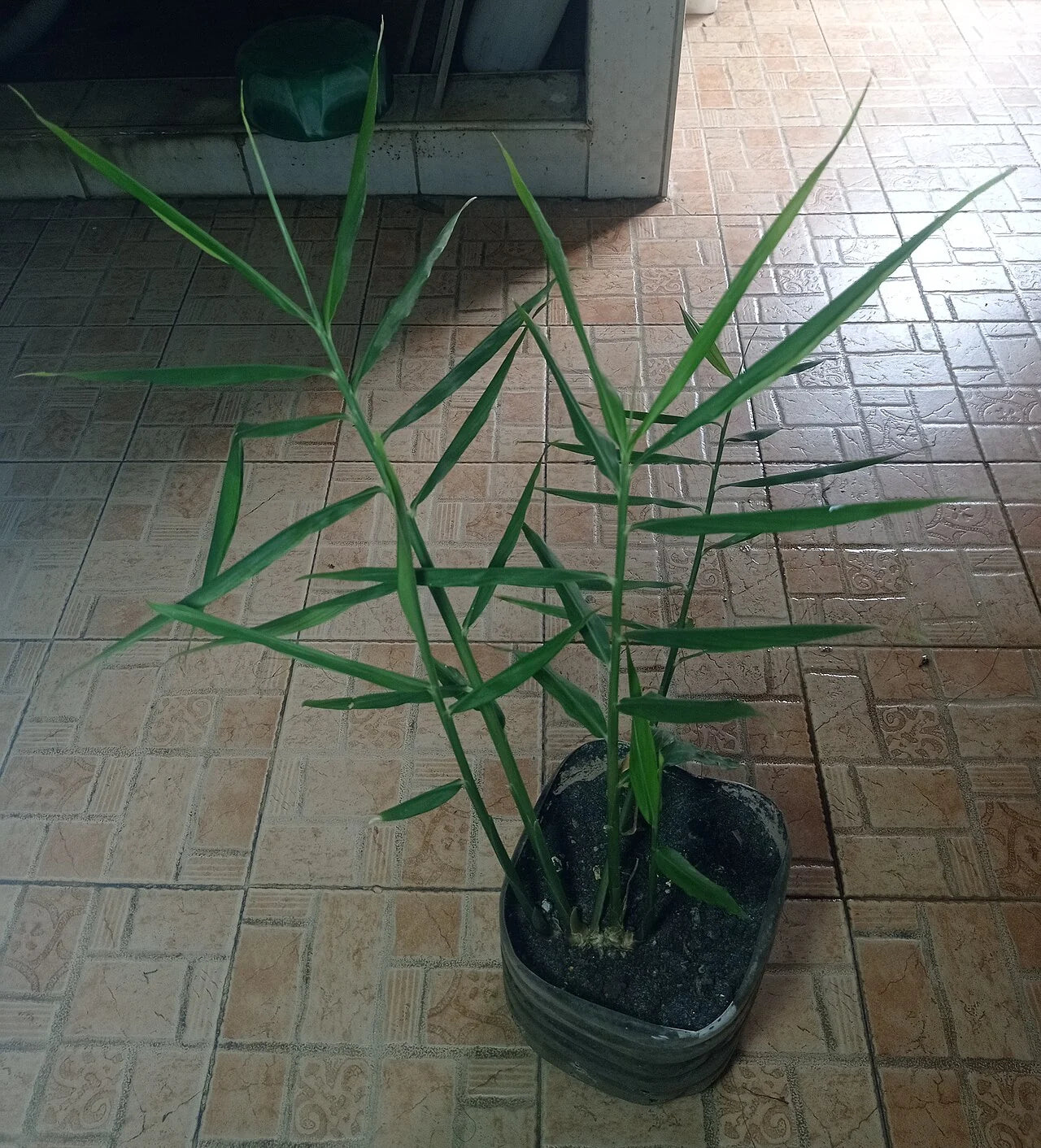Lemongrass Fresh