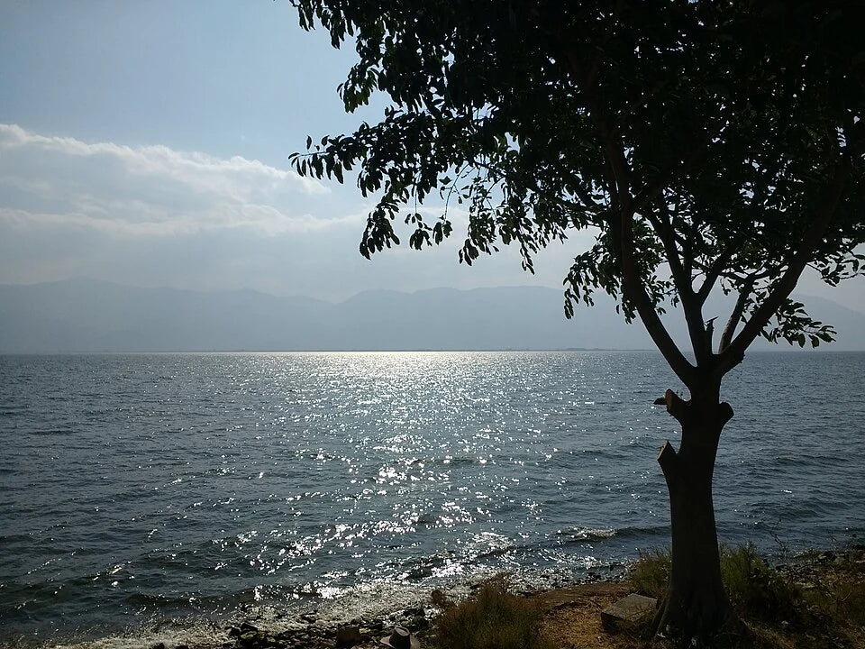 Tree in front of Erhai Lake